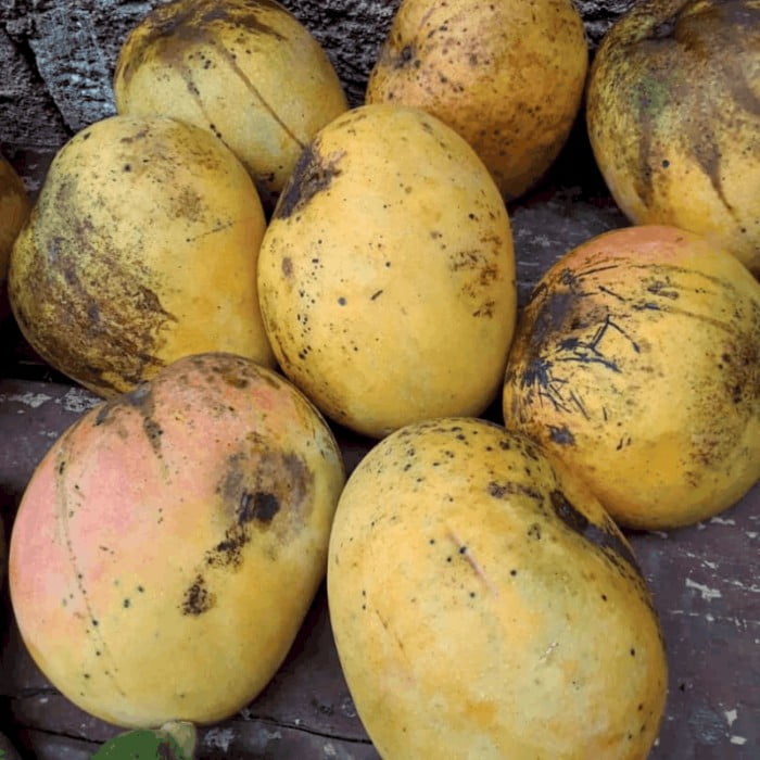 COMBO 2 - La Jaba de Lino (Artemisa - Mayabeque) - Imagen 2