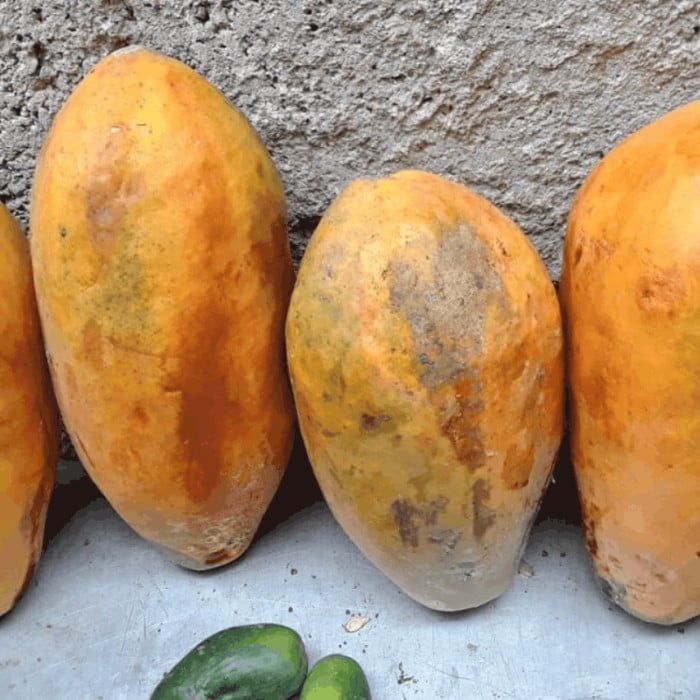 COMBO 2 - La Jaba de Lino (Artemisa - Mayabeque) - Imagen 4