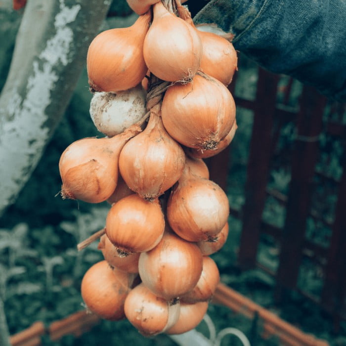 Pata de Cebolla Grande