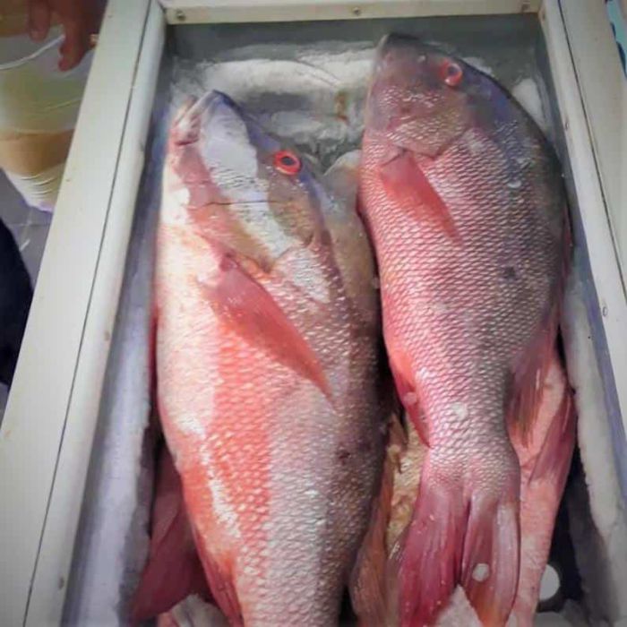 Paquete de Pescado Pargo (2 lbs) - Imagen 2