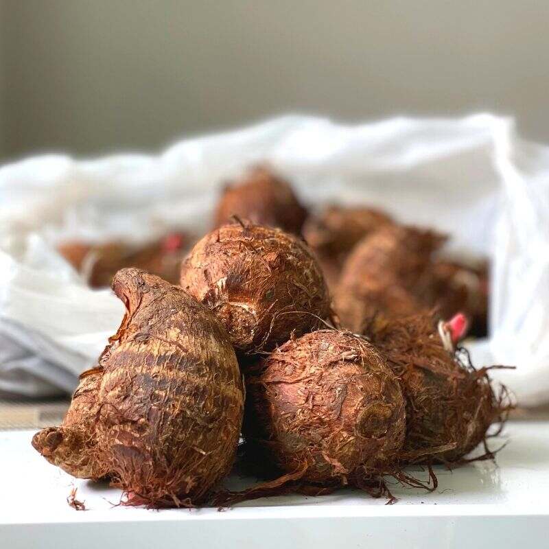 Malanga