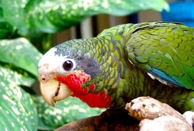 envios-de-alimentos-isla-de-la-juventud