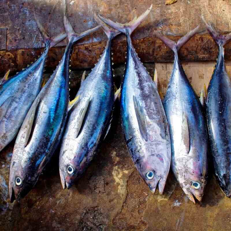 Pescado