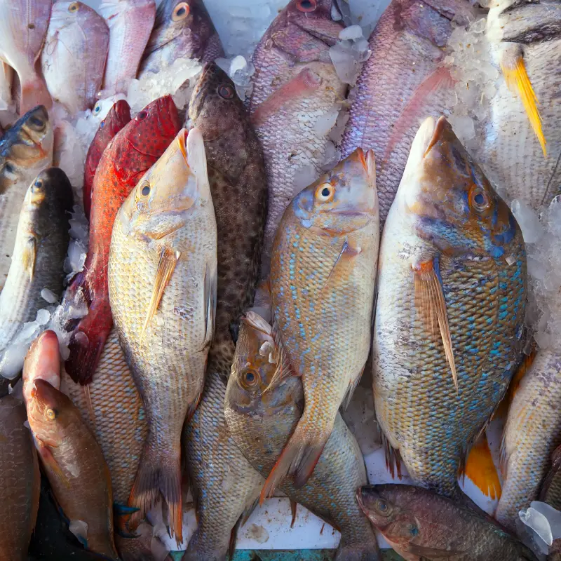 Pescado de Mar